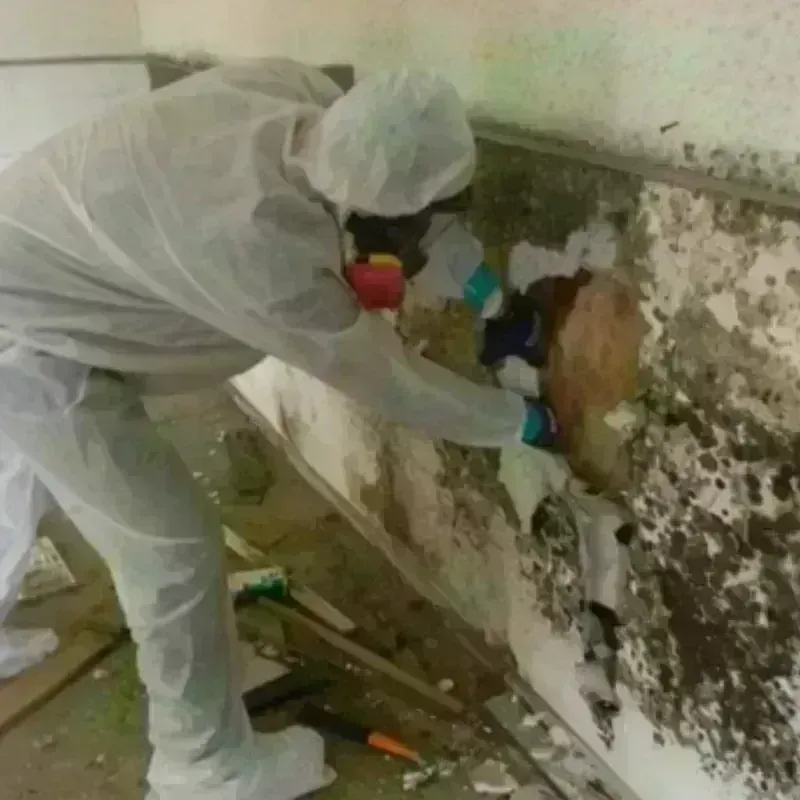 Mold Remediation and Removal in Jackson, WI